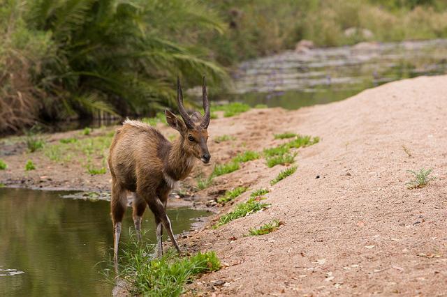 101 Zuid-Afrika, Sabi Sand Game Reserve, bosbok.jpg